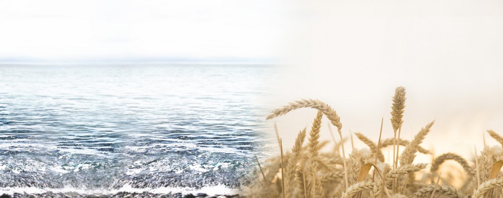 La gastronomie de la mer et du terroir
